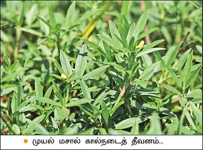 இயற்கை விவசாயத்தில் இனிக்கும் மா!
