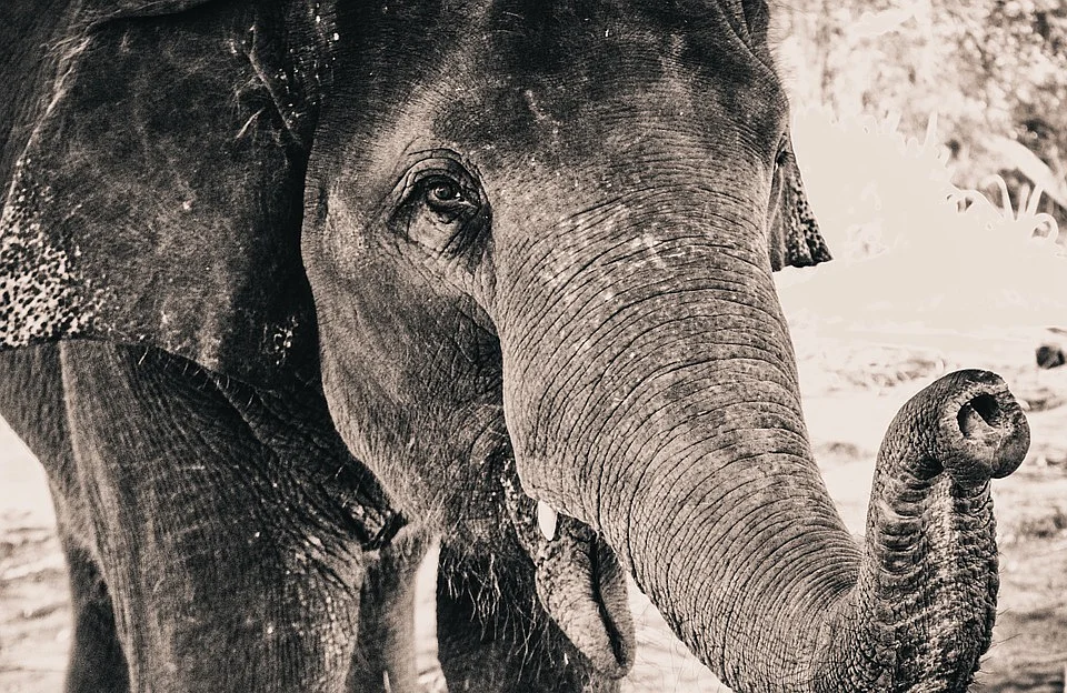 Elephant