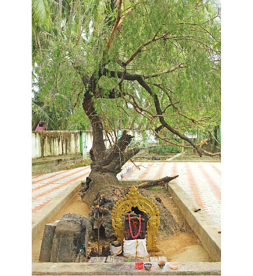 2000 ஆண்டு பழைமையான வன்னி மரம்