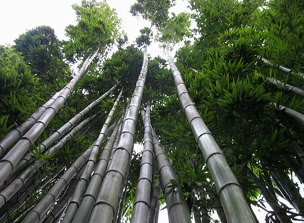 A grown up Chinese Bamboo tree