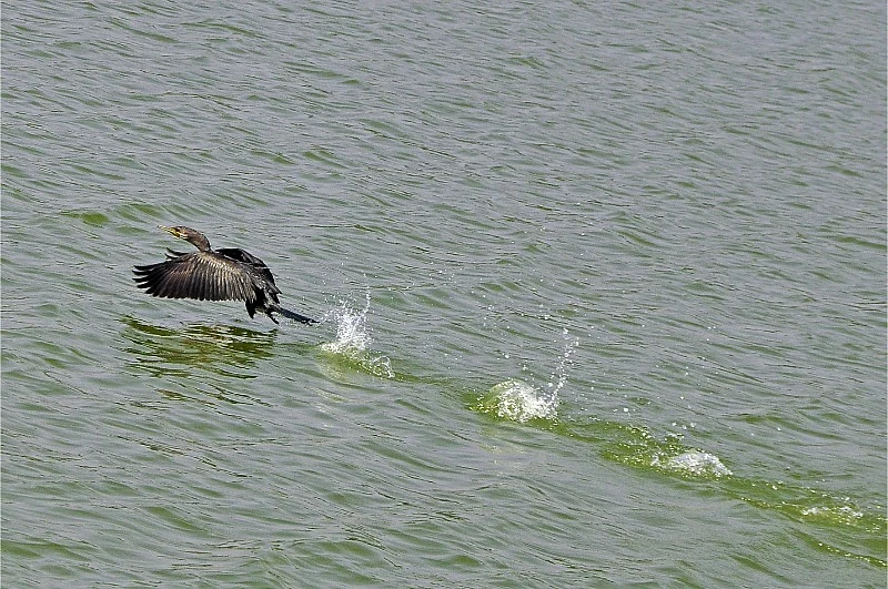 படம் சொல்லும் சேதி - உலகப் புகைப்பட தினம் #VikatanClicks
