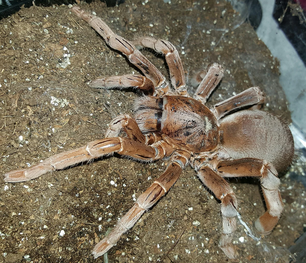 king baboon spider