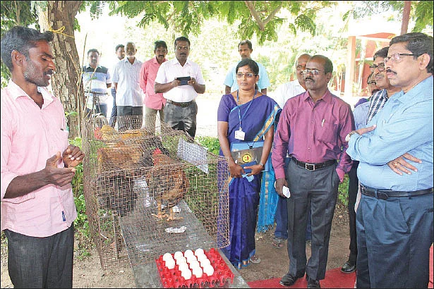 கால்நடை வளர்ப்பு குறித்த பயிற்சியில்...
