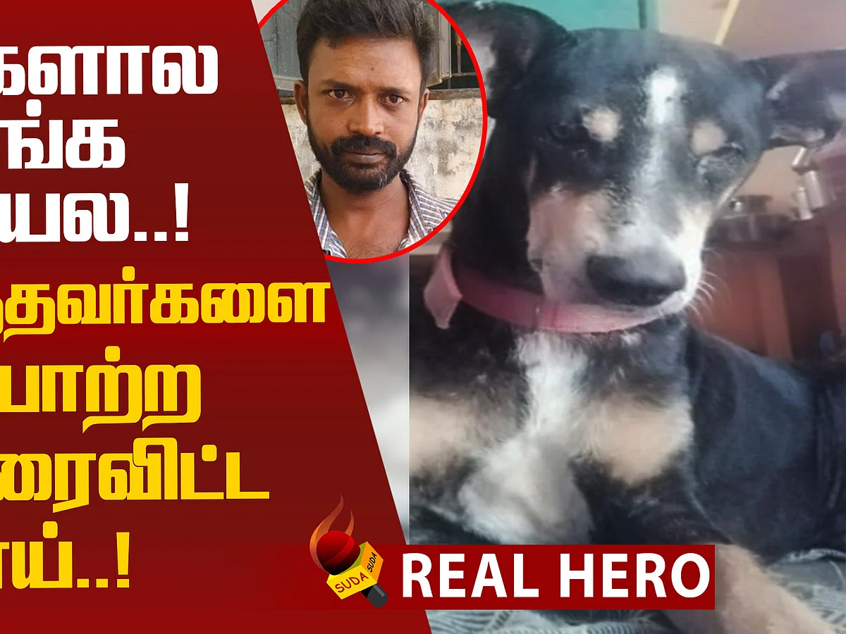 Dog sacrifices life for owner
