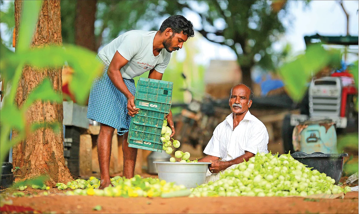 அறுவடையான கத்திரிக்காய்களுடன் ராமகிருஷ்ணன்
