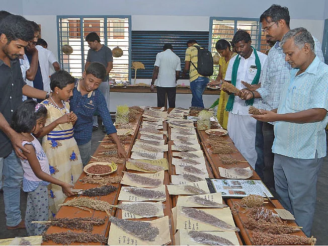 35 ரக சோளவிதைகளுடன் பாரம்பர்ய விதைத்திருவிழா!