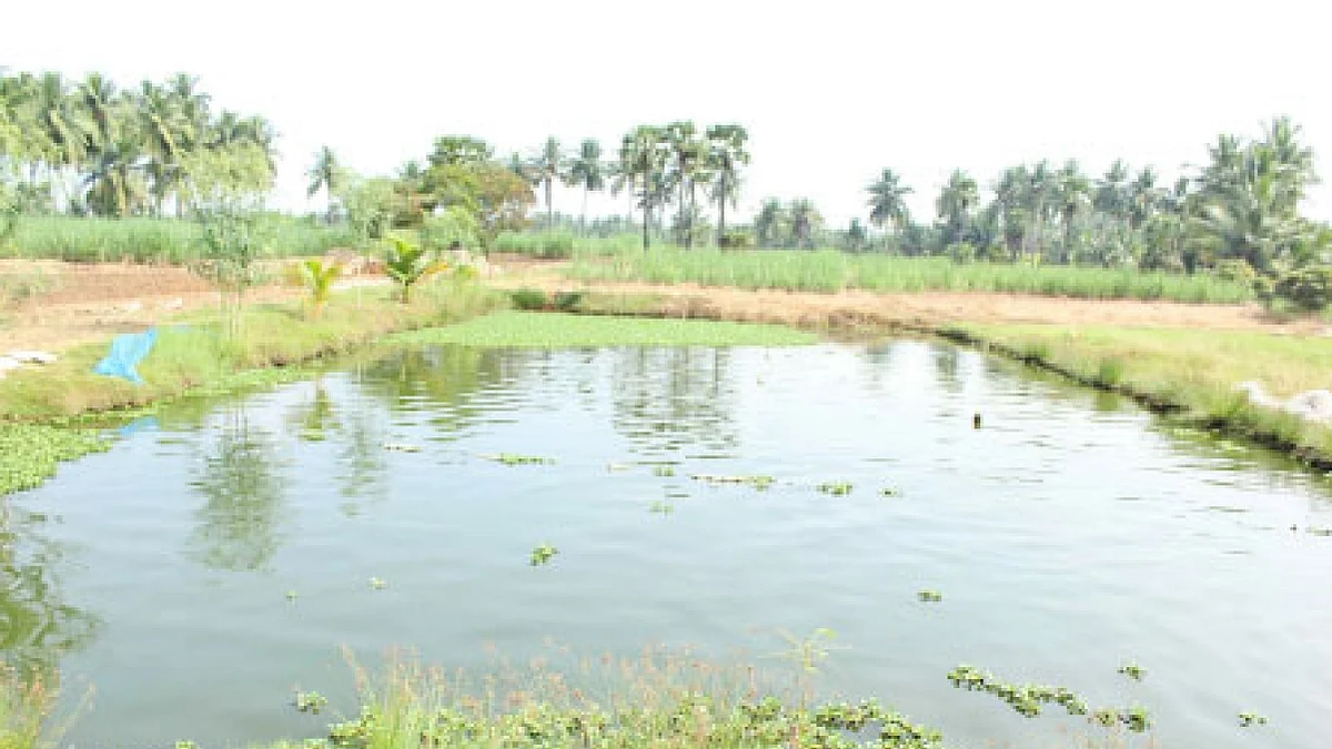 farm pond