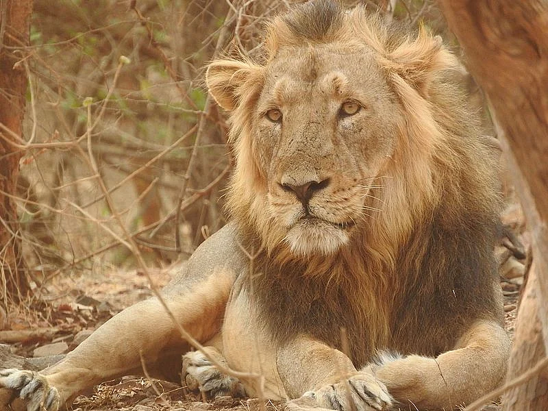 Asiatic Lion