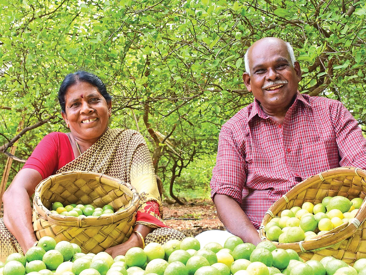 இயற்கையில் இனிக்கும் எலுமிச்சை... இரண்டரை ஏக்கர்… ஆண்டுக்கு ரூ. 7,80,000 லாபம்!