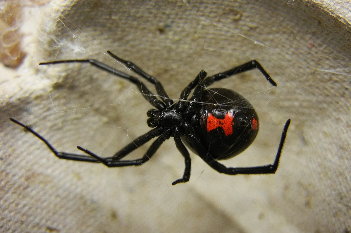black widow