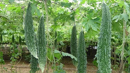 bittergourd