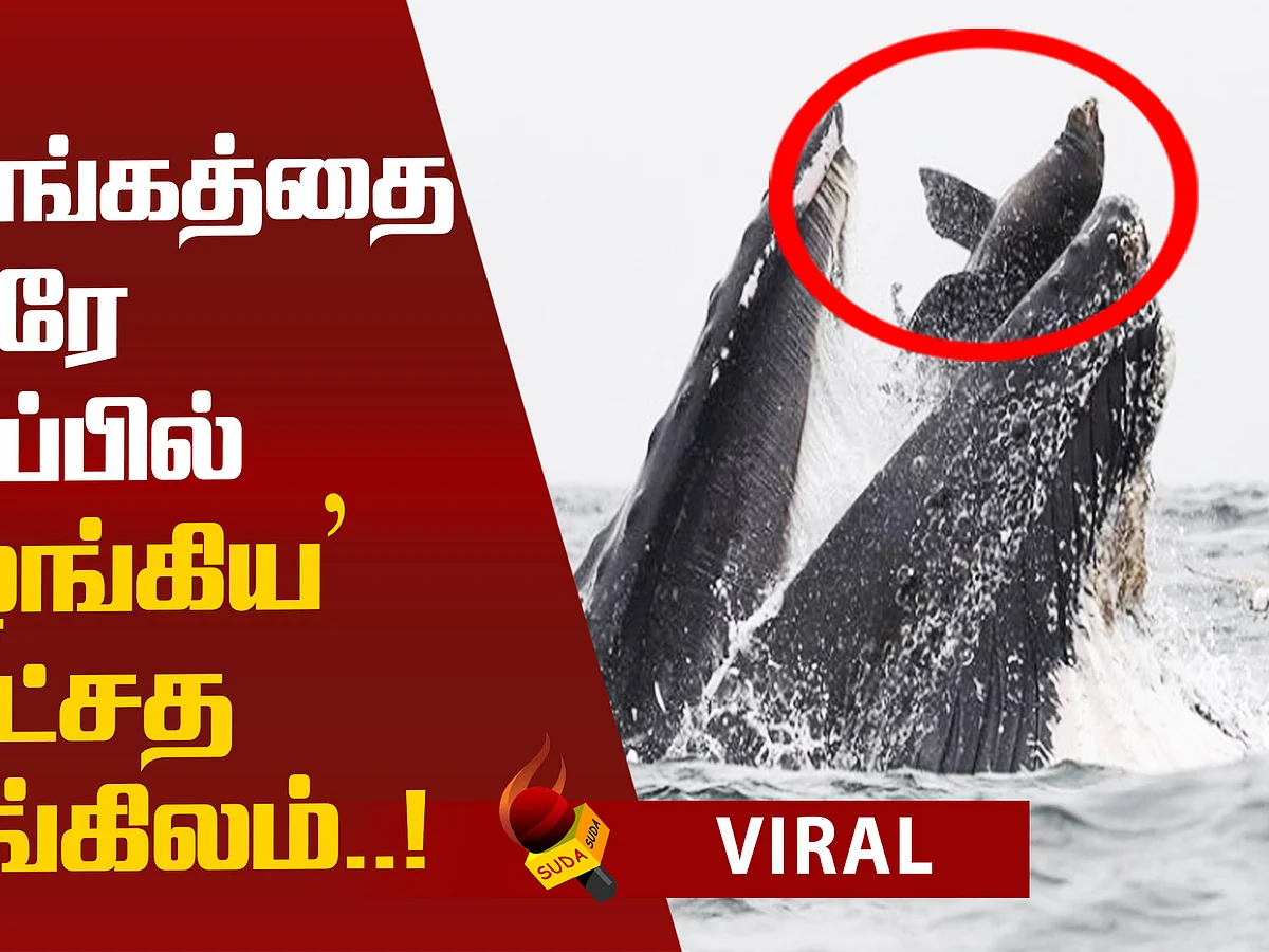 Whale Swallows sea lion! Viral Photograph!