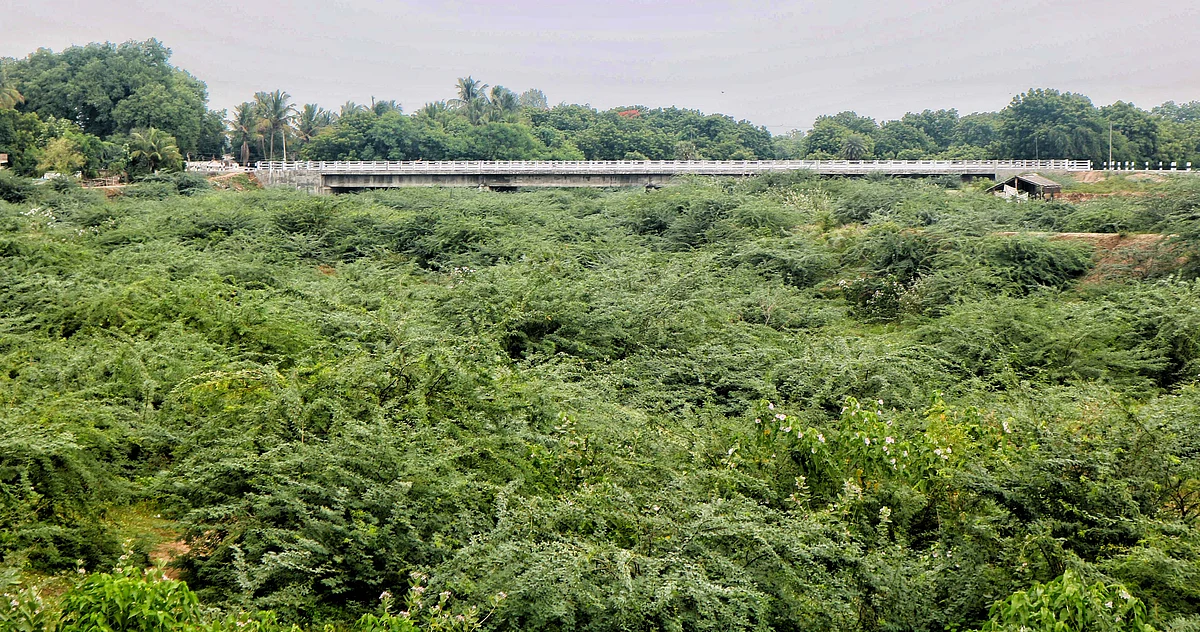 Thorny bushes