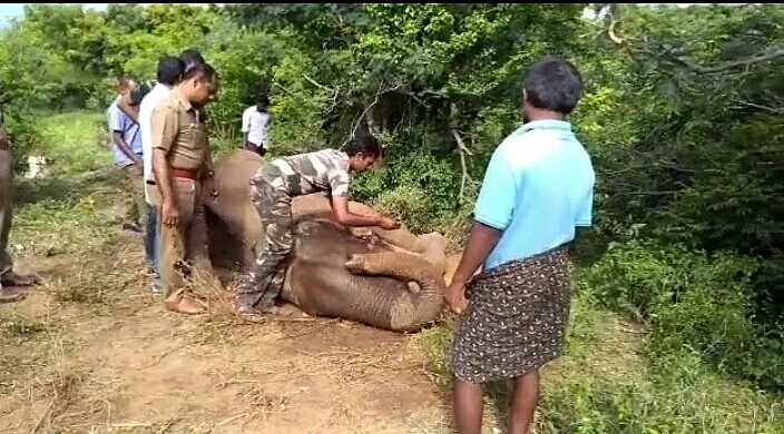 elephant
