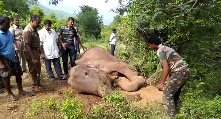 elephant death