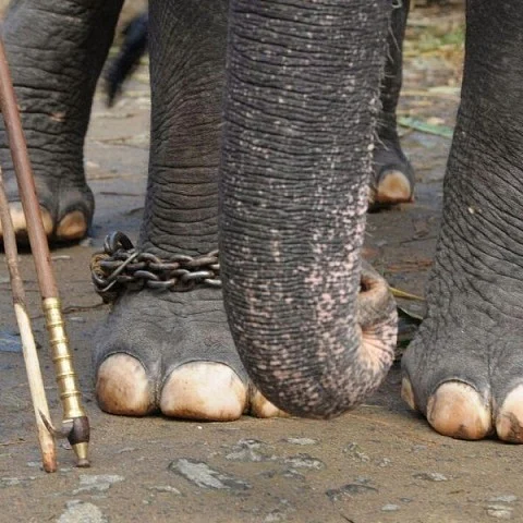 Elephant