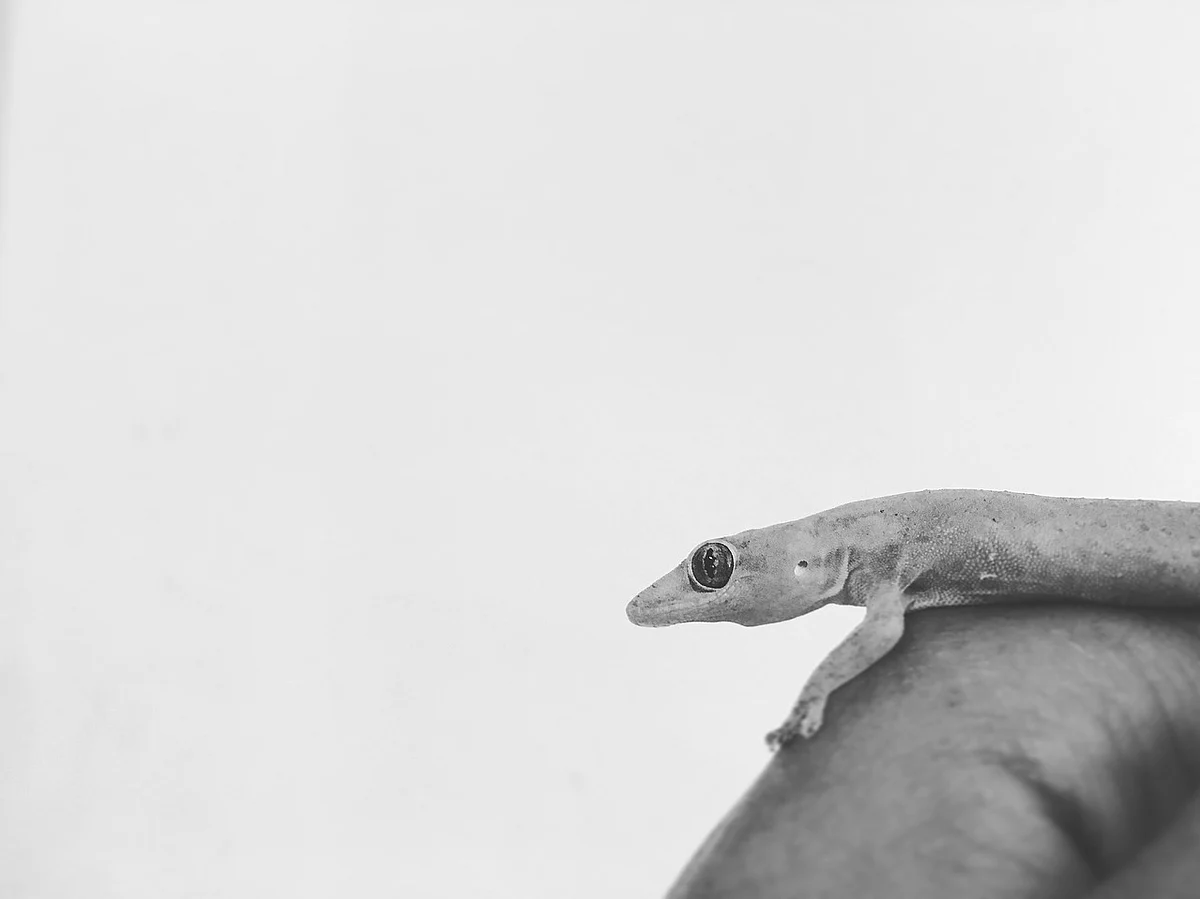 நகரமயமாக்கல் நம் வீட்டு பல்லிகளையும் விட்டுவைக்கவில்லை! #WorldLizardDay