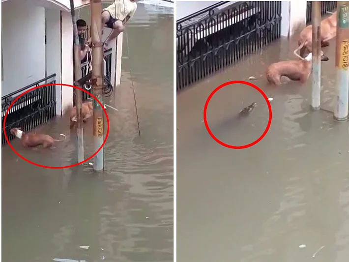 சாலையில் தேங்கிய மழைநீரில் நாயை வேட்டையாட முயன்ற முதலை! #ViralVideo