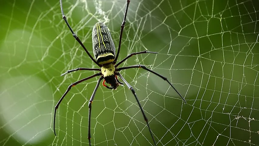 GOLDEN ORB WEAVING SPIDER