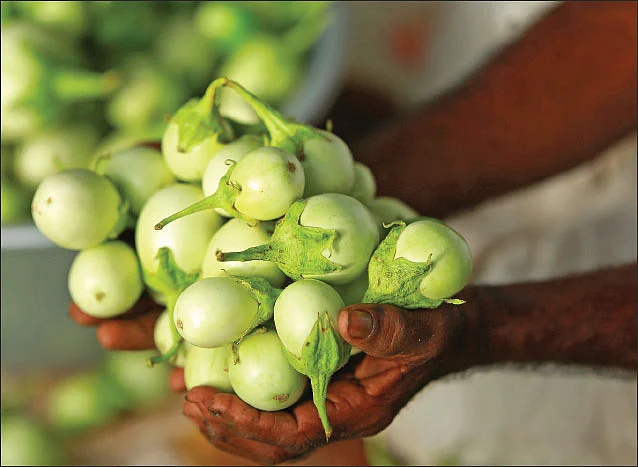பளபளபக்கும் நாட்டுக் கத்திரி...
