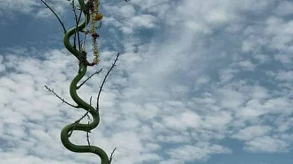அபூர்வ கற்றாழை