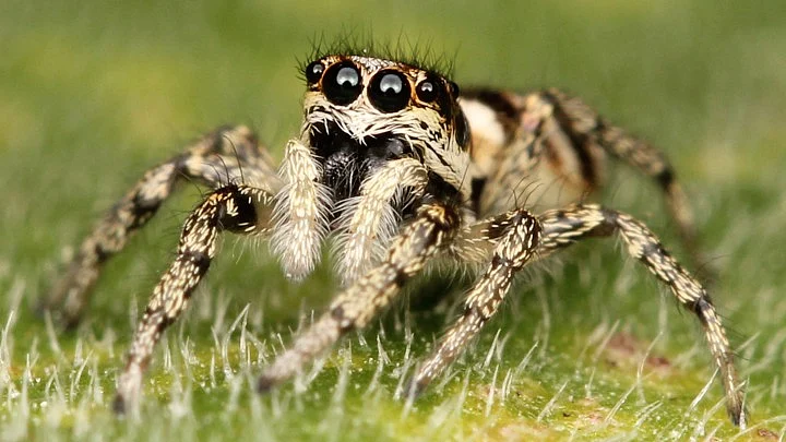 jumbing spider