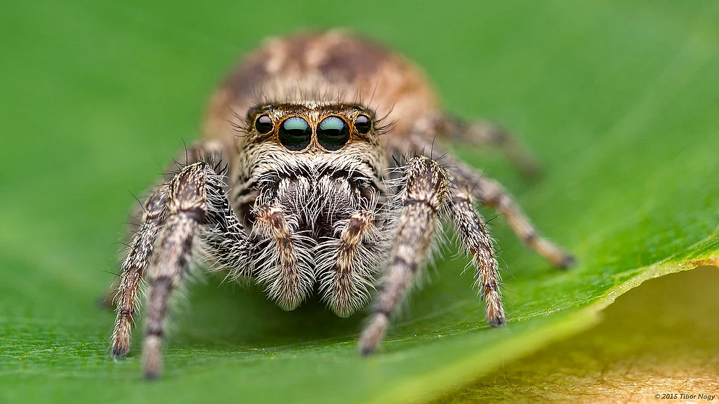 JUMBING SPIDER