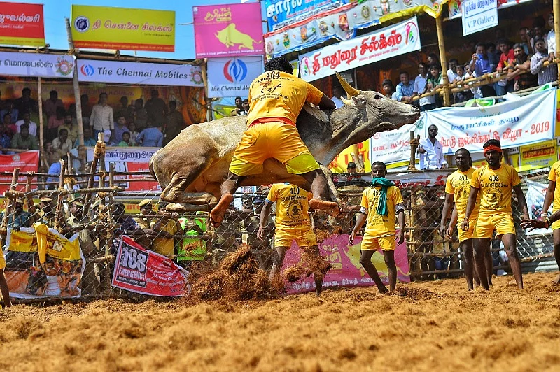 jallikattu