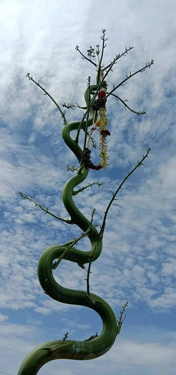 அபூர்வ கற்றாழை
