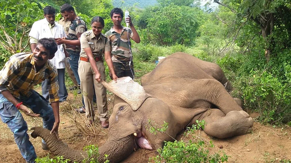 elephant death