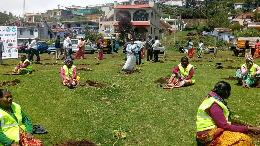 சதுப்பு நிலத்தில் மரக்கன்றுகளை நடவு செய்த ஊழியர்கள்