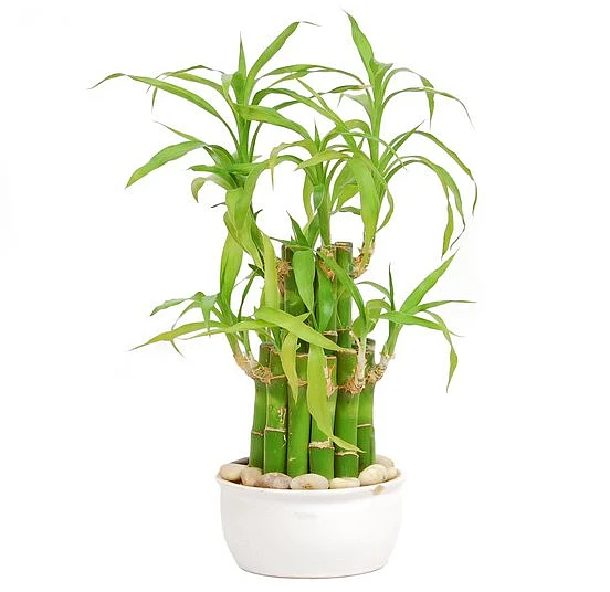 Representational Image