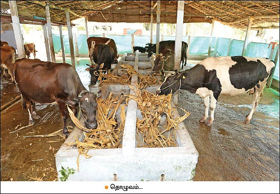 Cattles
