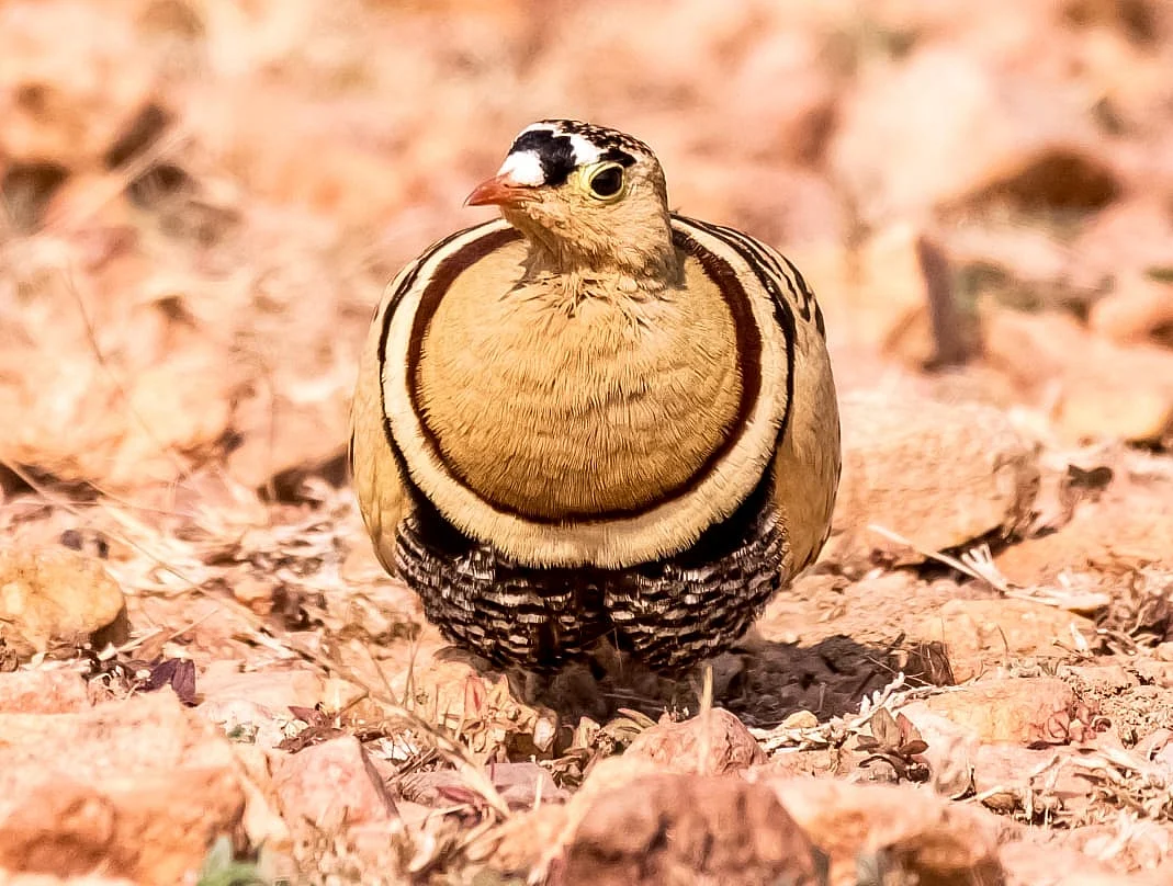 பறவை
