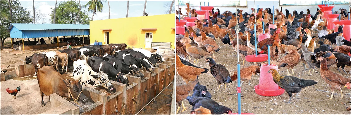 சட்டம்: கால்நடைப் பராமரிப்புத்துறை ஒரு பார்வை!