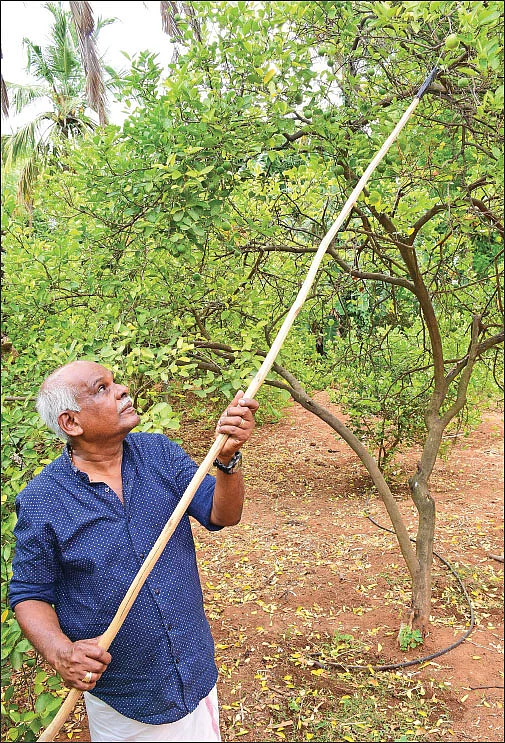 இயற்கையில் இனிக்கும் எலுமிச்சை... இரண்டரை ஏக்கர்… ஆண்டுக்கு ரூ. 7,80,000 லாபம்!