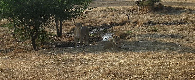 Gir forest