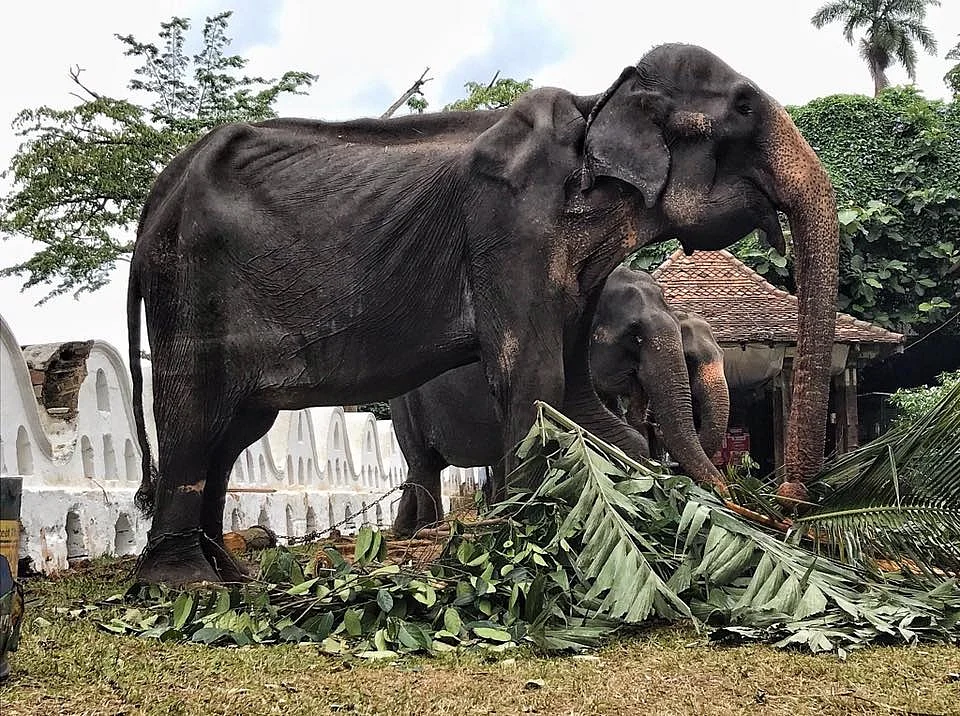Elephant Tikiiri