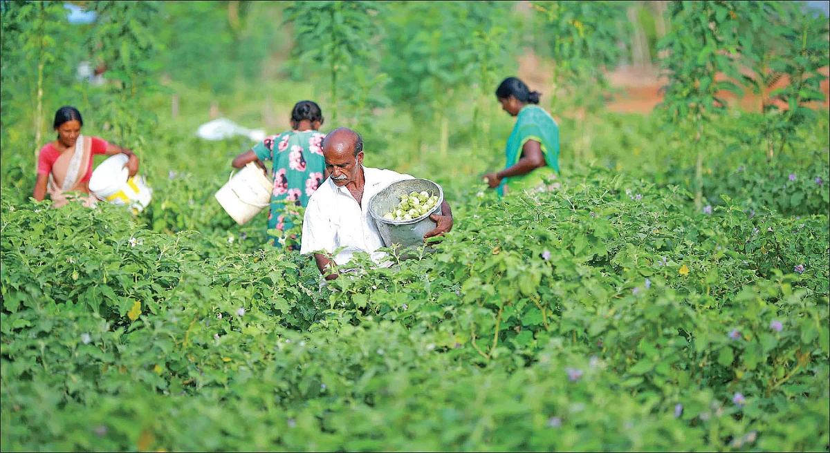 கத்திரிக்காய் அறுவடையில்...