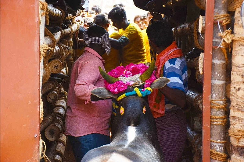 jallikattu