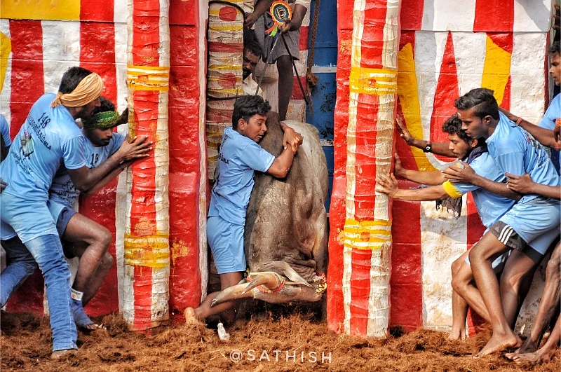 jallikattu