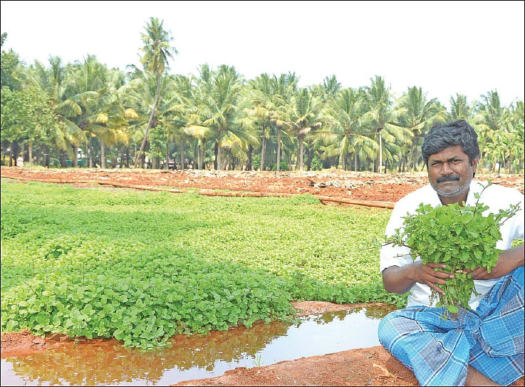 கீரைகள்… மூர்த்தி சிறிது… கீர்த்தி பெரிது!