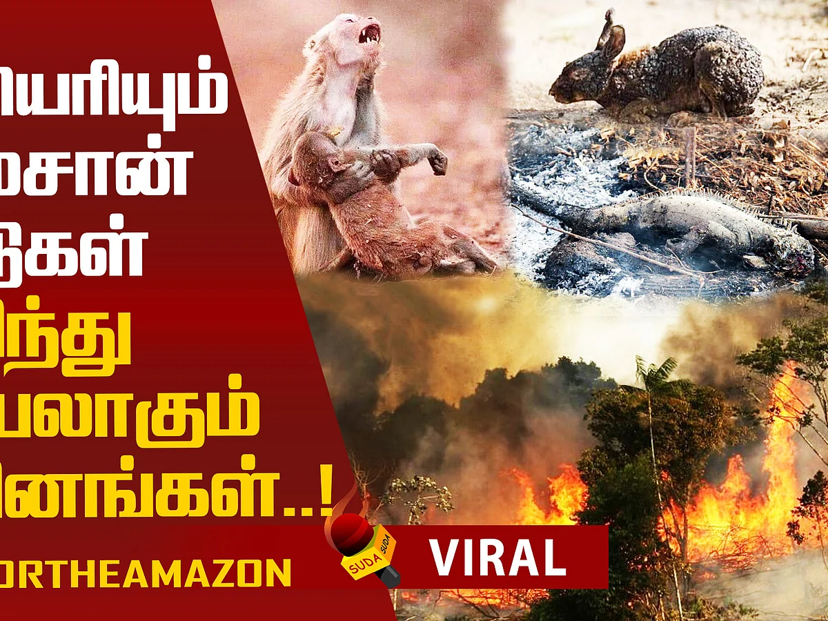 Amazon Forest Latest News