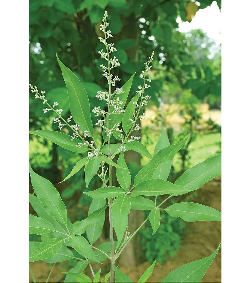 Chinese chastetree
