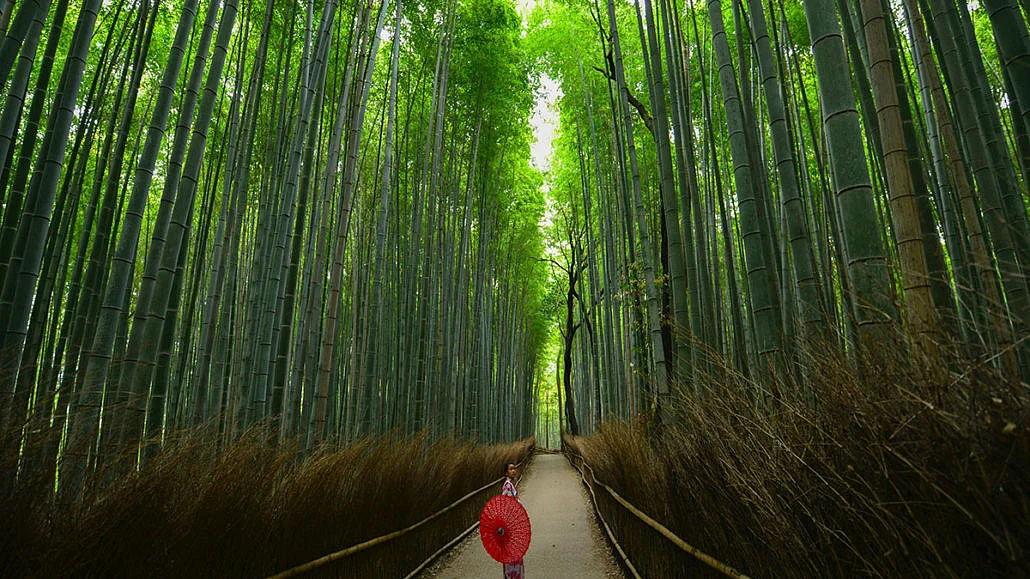 Be Like Chinese Bamboo Tree