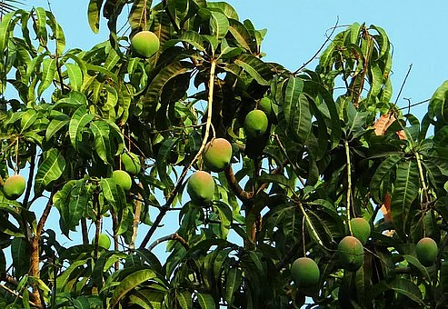 Representational Image