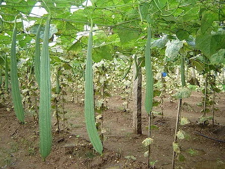 Gourd