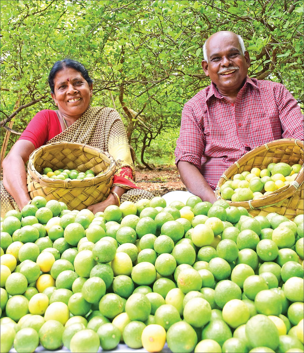 அறுவடையான எலுமிச்சையுடன் சண்முகவேலு தம்பதி