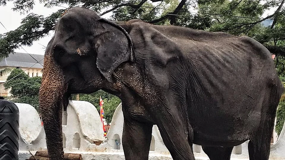 Elephant Tikiiri