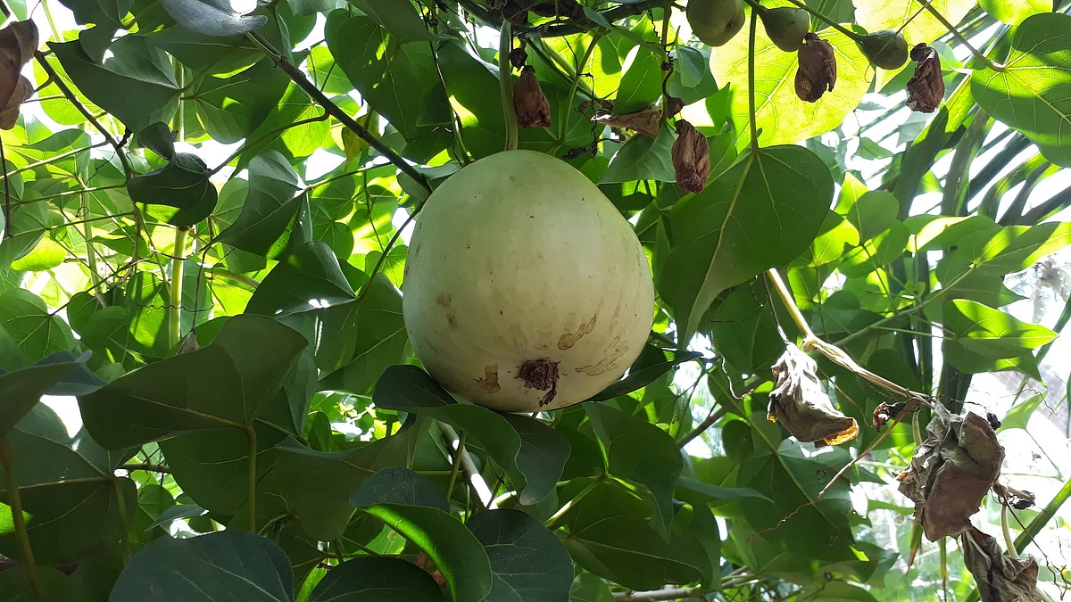 organic vegetable